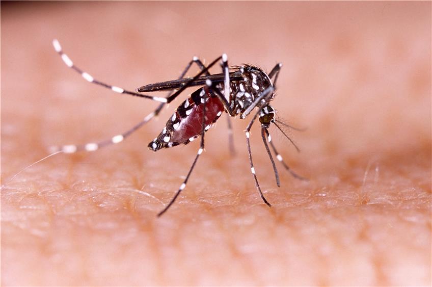 Die Asiatische Tigermücke – sie kann den Chikungunya-Virus  übertragen und das Dengue-Fieber auslösen. / tacio philip - Fotolia