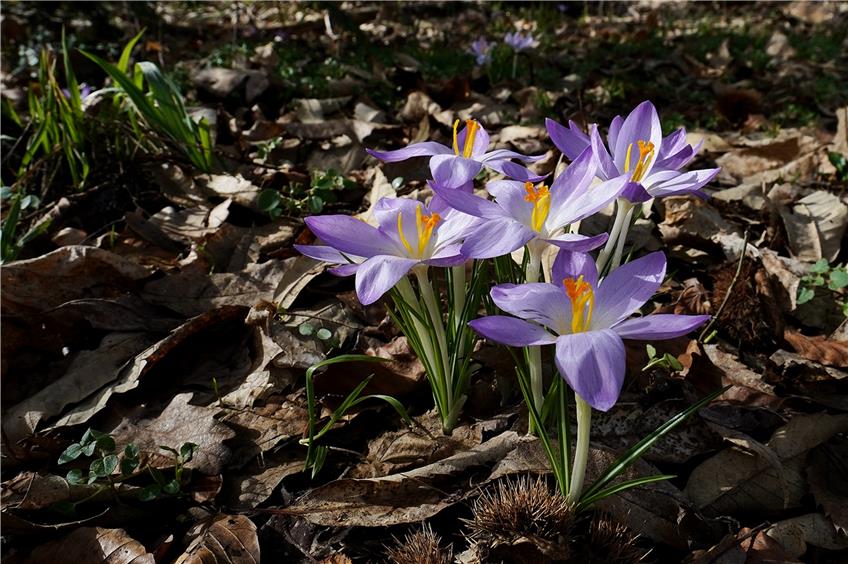 Die Leuchtenden Krokusse schickte Leser AndreasDahms als Frühlingsgruß – fotografiert beim Heuberger Tor.