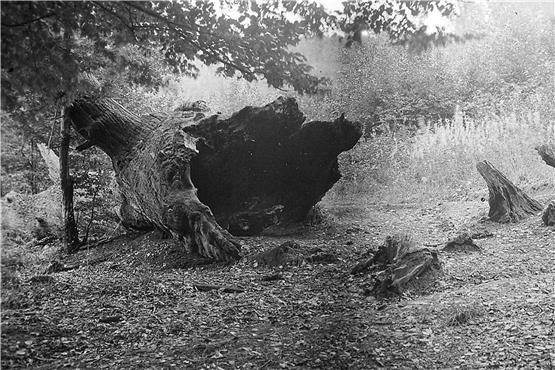 Die Nehrener Dicke Eiche Anfang der 1920er Jahre in gespenstischer Umgebung, als man im Steinlachtal noch manchem Aberglauben anhing. Aufgenommenhat das Foto Karl Hötzer (1892-1969), der von 1919-1928 in Nehren Lehrer war. Repro: Herbert Hägele