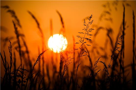 Die Sonne geht hinter Gräsern auf. Foto: Julian Stratenschulte/dpa