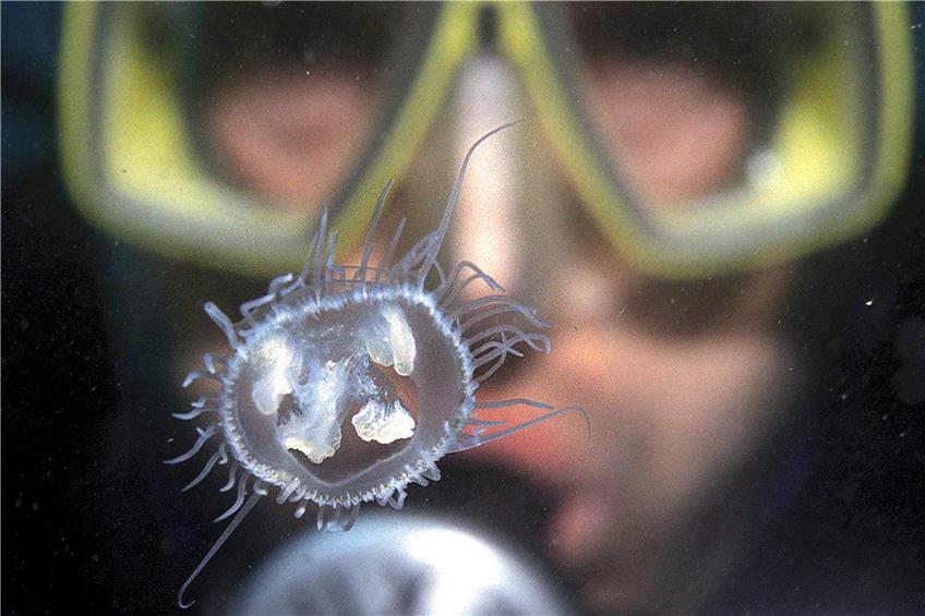 Die Süßwassermeduse ist eine drei Zentimeter große Quallenart. Bilder: Schill, Bauder, Ruoss, Migl, Wagner