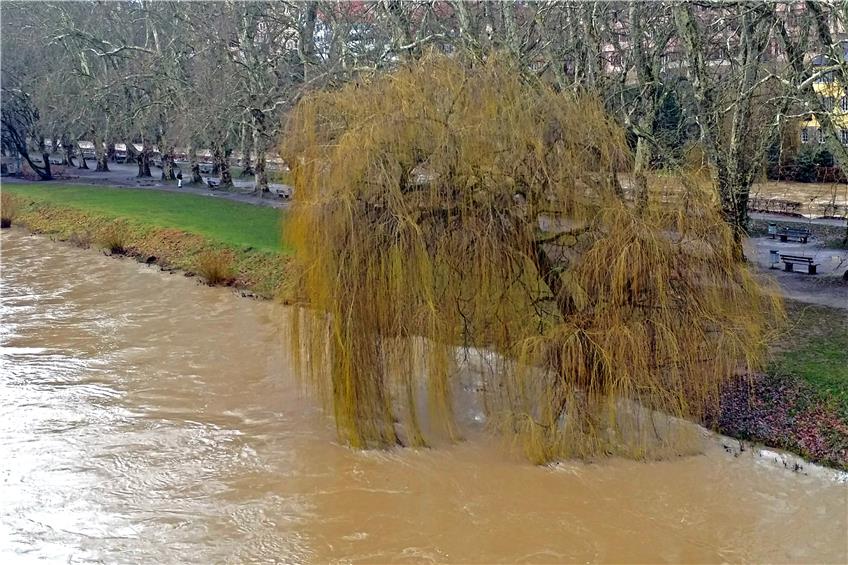 Die Trauerweide an der Tübinger Neckarinsel badet ihre Äste im Hochwasser. Bild: Schweizer