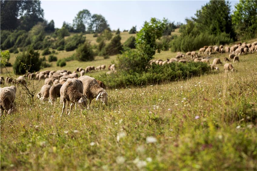 Die Wacholderheiden prägen das Landschaftsbild der Schwäbischen Alb. Als eines der artenreichsten Ökosysteme Europas beheimaten sie viele Tier- und Pflanzenarten. Nur durch die Beweidung mit Schafen kann diese einzigartige Kulturlandschaft gepflegt und erhalten werden.