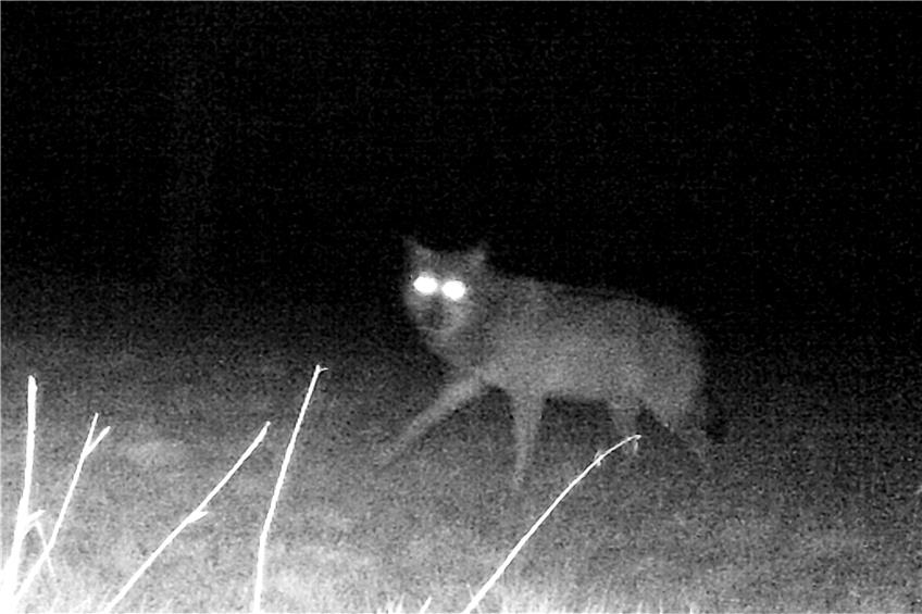 Die Wildkamera von Sonja und Armin Saile hat in Bad Niendernau einen Wolf erwischt.