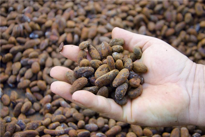 Die erste eigene Kakaobohnen-Ernte von Ritter Sport: Der Schokoladenhersteller betreibt in Nicaragua eine Plantage. Foto: Christian Ignatzi