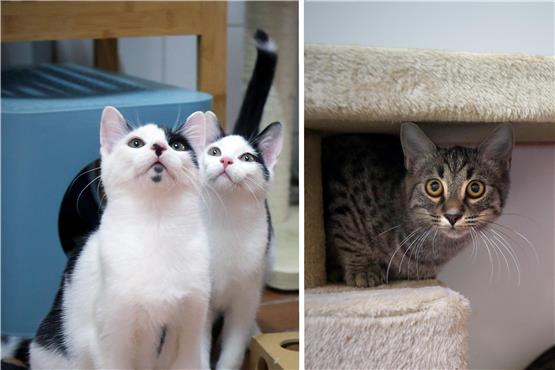 Diese Katzen sind anschmiegsam, an Menschen gewöhnt und suchen neue Besitzer. Bilder: Erich Sommer