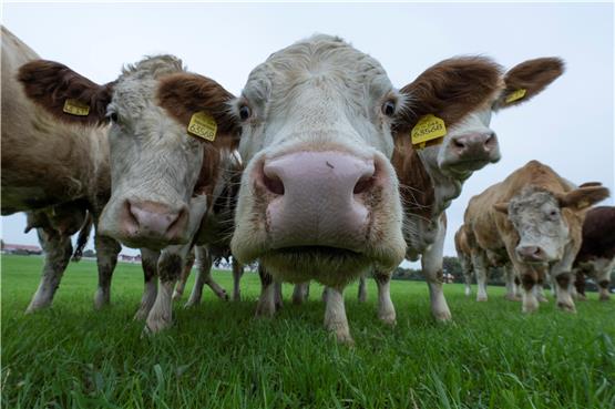 Diese Kühe stehen frei auf der Weide. Ihnen geht es sichtlich gut. Foto: Boris Roessler/dpa