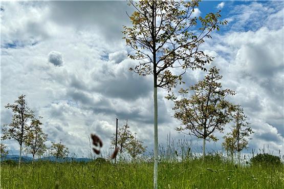 Diese Walnussbäume hat die Stadt in Sickenhausen gepflanzt. Sie sind Teil der Ersatzpflanzung für das Wohngebiet Hau I. Bild: Maik Wilke