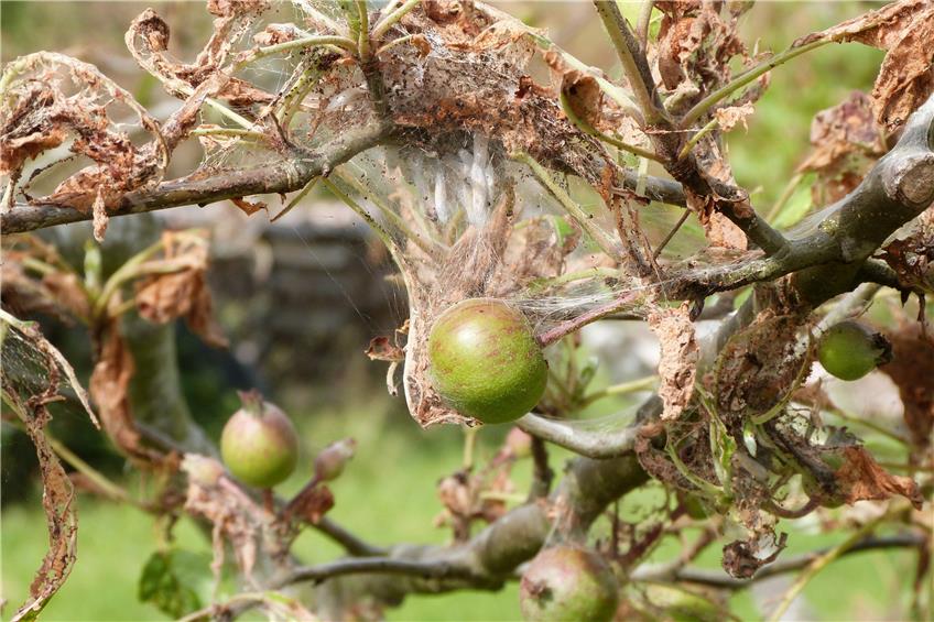 Diese grünen Äpfel in der Obernauer Obstanlage östlich von Nellingsheim werden nicht mehr reifen. Die Raupen der Apfelgespinstmotte haben den ganzen Baum eingesponnen. Bild: Werner Bauknecht