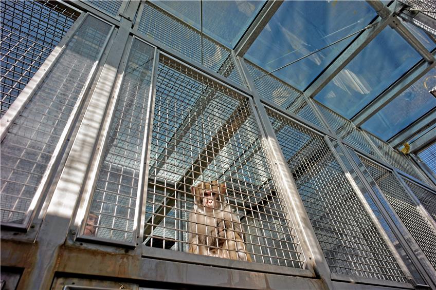 Dieses Bild eines Makaken im Gehege machte TAGBLATT-Fotograf Ulrich Metz während einer offiziellen Besichtigung des Tübinger Max-Planck-Instituts für Biologische Kybernetik im Februar 2015.