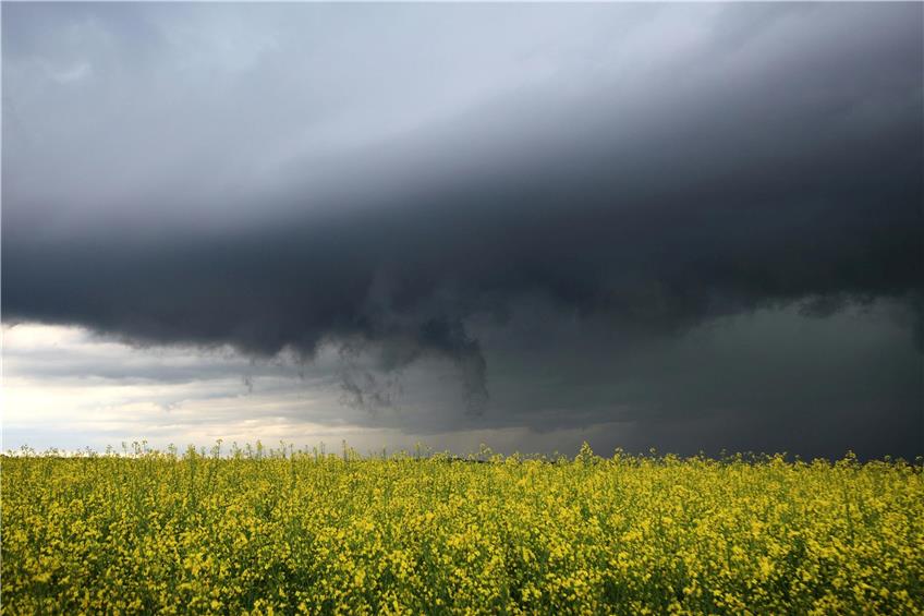 Dunkle Gewitterwolken ziehen hinter einem blühenden Rapsfeld auf. Foto: Alexander Wolf/dpa/Symbolbild