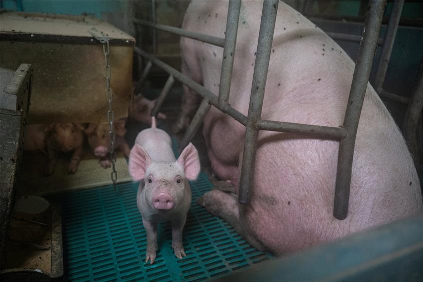 Ein Ferkel steht in einem Schweinezucht-Betrieb. Die Tierschutzbeauftragte findet: Die Haltung muss sich ändern. Foto: Sebastian Gollnow/dpa