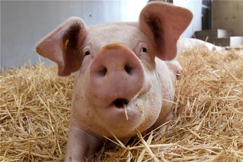 Ein Kilogramm Schweinefleisch kostet derzeit rund 1,25 Euro. Kostendeckend wären 1,80 Euro. Foto: Marijan Murat/dpa