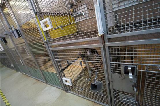 Ein Rhesus-Affe in einem Käfig. Foto: Marijan Murat/Archiv dpa/lsw
