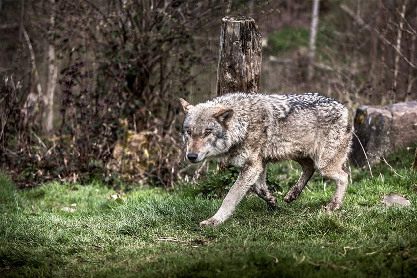 Ein Wolf, fotografiert im Alternativen Wolf- und Bärenpark in Bad Rippoldsau-Schapbach. Bild: Alternativer Wolf- und Bärenpark