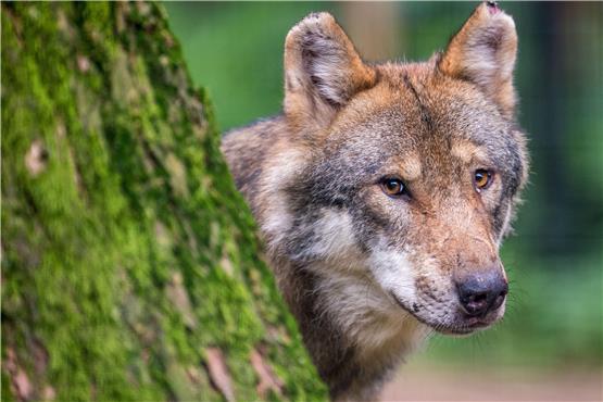 Ein Wolf in einem Wildpark. Die Exemplare in der freien Natur soregen für einige Aufregung im Schwarzwald.