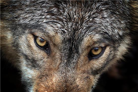 Ein Wolf steht in einem Wildpark in seinem Gehege. Foto: Karl-Josef Hildenbrand/dpa