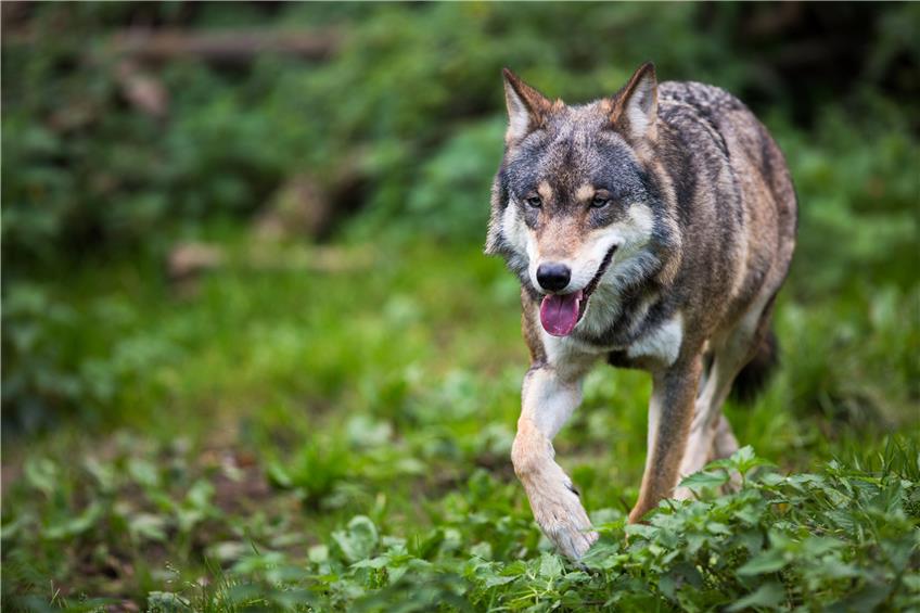 Ein Wolf streift durch den Wald. Symbolbild: lightpoet - Fotolia.com