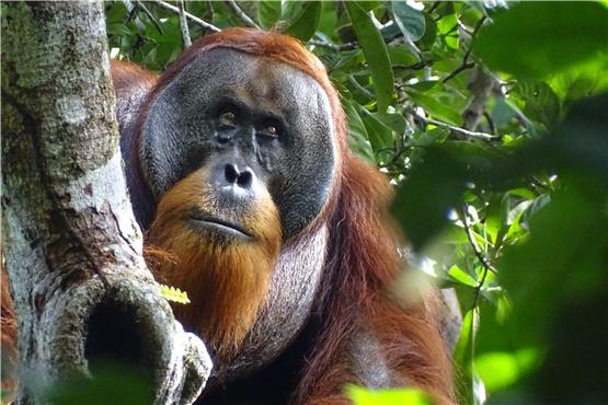 Ein männlicher Sumatra-Orang-Utan sitzt auf einem Baum. Foto: Safruddin/Max-Planck-Institut für Tierverhalten/SUAQ foundation/dpa