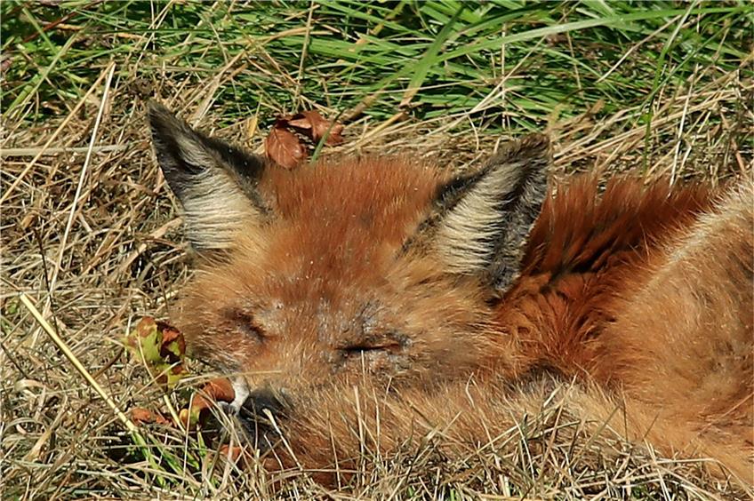 Ein von Räude befallener Fuchs ist leicht an entzündeten Hautstellen zu erkennen. Archivbild: Armin Dieter