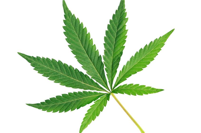 Eine Cannabis-Pflanze. Foto: © Aleksandr Kurganov/Shutterstock.com