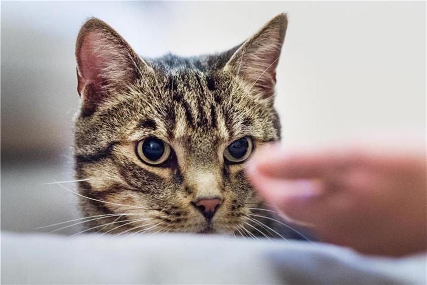 Eine Katzentherapeutin lockt eine Katze mit Leckerlis. Foto: Christophe Gateau/Archiv dpa/lsw