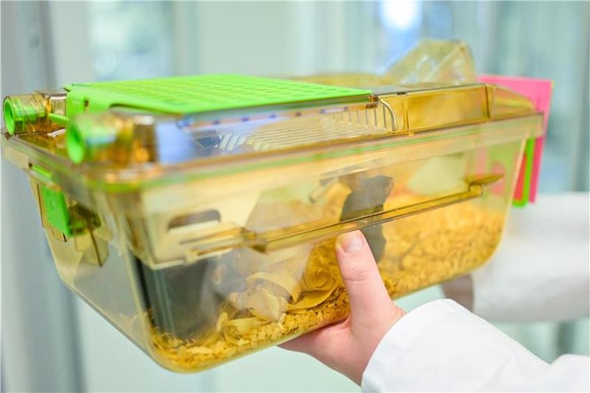 Eine Mitarbeiterin hält einen geschlossenen Behälter mit Mäusen in einem Labor des Deutschen Krebsforschungszentrums (DKFZ) in den Händen. Foto: Uwe Anspach/Archivbild