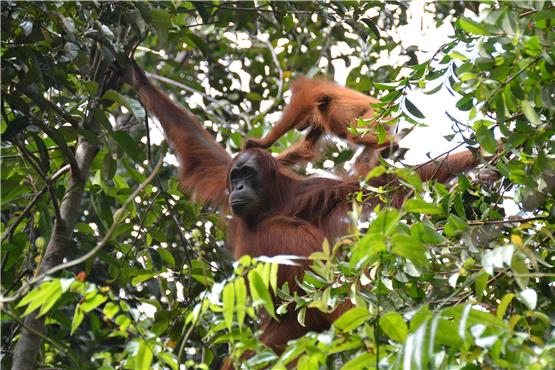 Eine Studie von Tübinger Wissenschaftlerinnen und Wissenschaftlern zum Lebensraum der Vorfahren von Orang Utans unterstreicht die Abhängigkeit heutiger Menschenaffen von intakten Regenwäldern. Bild: SUAQ Orangutan Project
