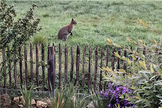 Einen Sonntagsausflug durch Ofterdinger Gärten machte dieses Känguru. Bild: Florian Taigel