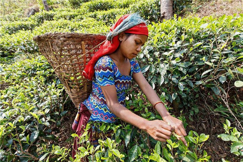 Faire Löhne? Keine Ausbeutung?  Interessiert uns die Teepflückerin in Nepal, wenn wir unseren Tee trinken? Das Lieferkettengesetz soll dafür Sorge tragen. Foto: epd