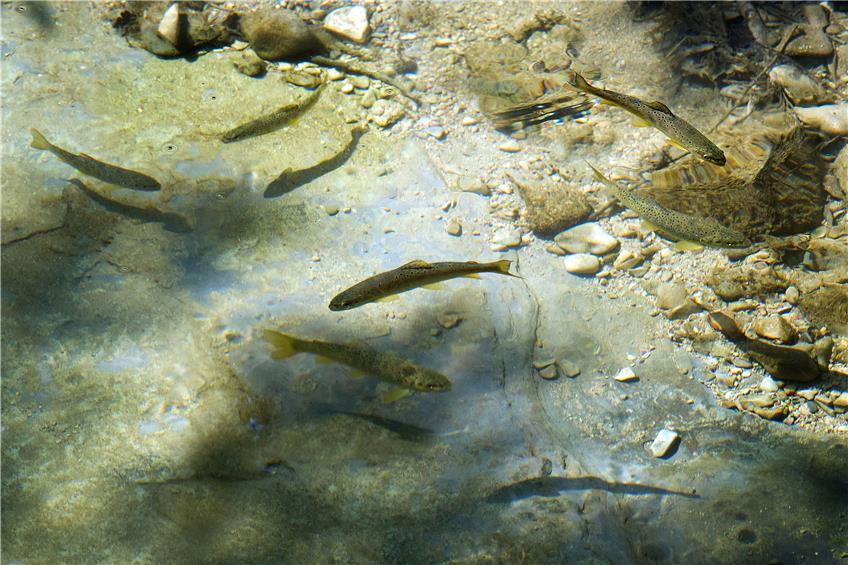 Forellen in der Steinlach in Mössingen. Sie tummeln sich an den tiefen Stellen beim alten Pausawehr im glasklaren Wasser. Archivbild: Klaus Franke