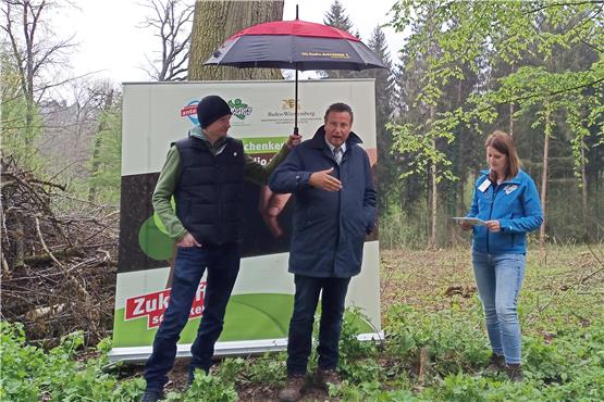 Forstminister Peter Hauk ist Schirmherr der Baumaktion – und am Montag froh, im Wald bei Kusterdingen selbst unter einem Schirm zu stehen. Bild: Monika Brana