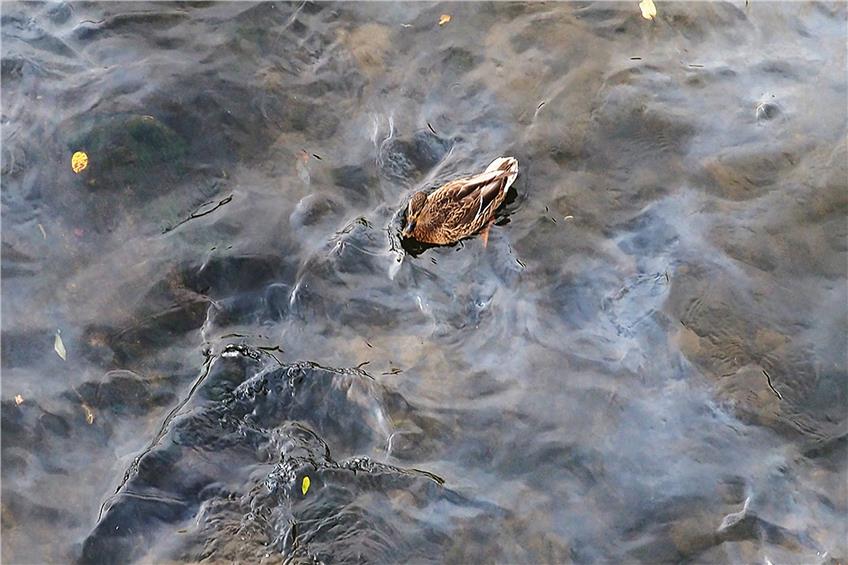 Für Flora und Fauna in und um den Neckar dürfte der Unfall folgenschwer sein. Diese Ente schwamm bereits in einem Ölteppich. Bild: Karl-Heinz Kuball