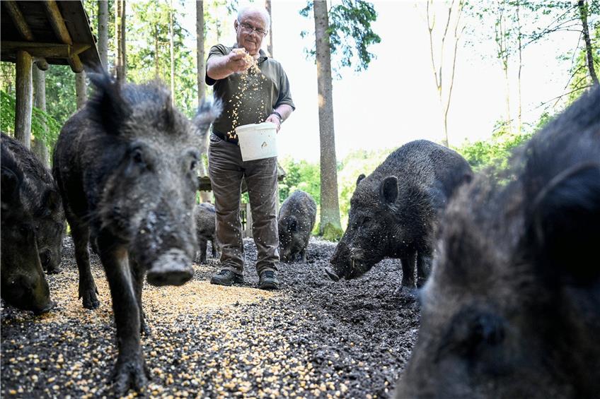 Futtermeister Walter Meixner versorgt im Wildgehege am Stadtrand von Ravensburg die Wildschweine. Foto: Felix Kästle