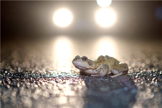 Gefährliches Leben: Eine Kröte beim Überqueren der Straße. Bild: Markus Hibbeler/dpa