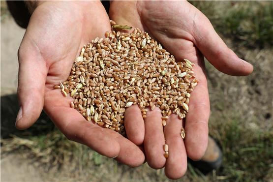 Getreide wie Weizen ist derzeit teuer. Das zeigt sich aktuell auch an den Einfuhrpreisen. Foto: Bernd Wüstneck/dpa