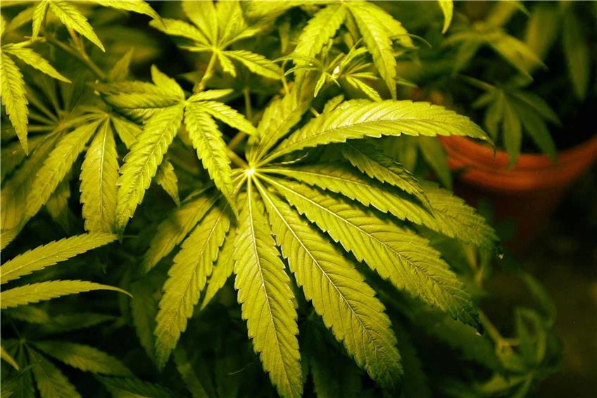 Grün-Schwarz will einen lockereren Umgang mit Cannabis. Foto: William Archie/dpa