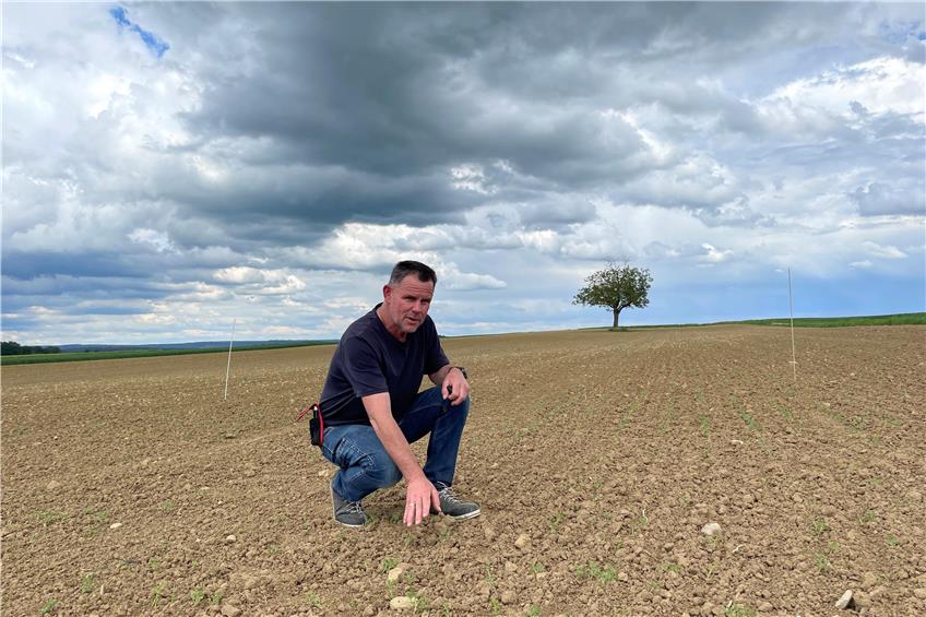 Hans-Ulrich Braun, Biolandwirt aus Wolfenhausen, auf seinem 1,5 Hektar großen Kichererbsenacker. Er hofft, dass die eiweißreichen Hülsenfrüchte dieses Jahr den Wettlauf mit dem Unkraut gewinnen. Bild: Uschi Hahn