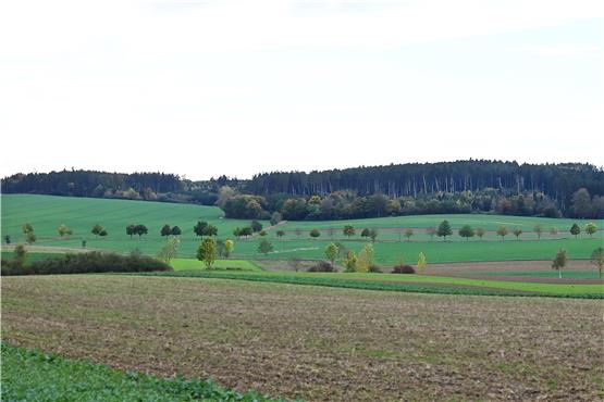 Hier könnten in einigen Jahren Windräder mit einer Gesamthöhe von 280 Metern stehen: im Waldstück zwischen Neuhausen, Wachendorf, Bierlingen und Felldorf. Bild: Ulmer