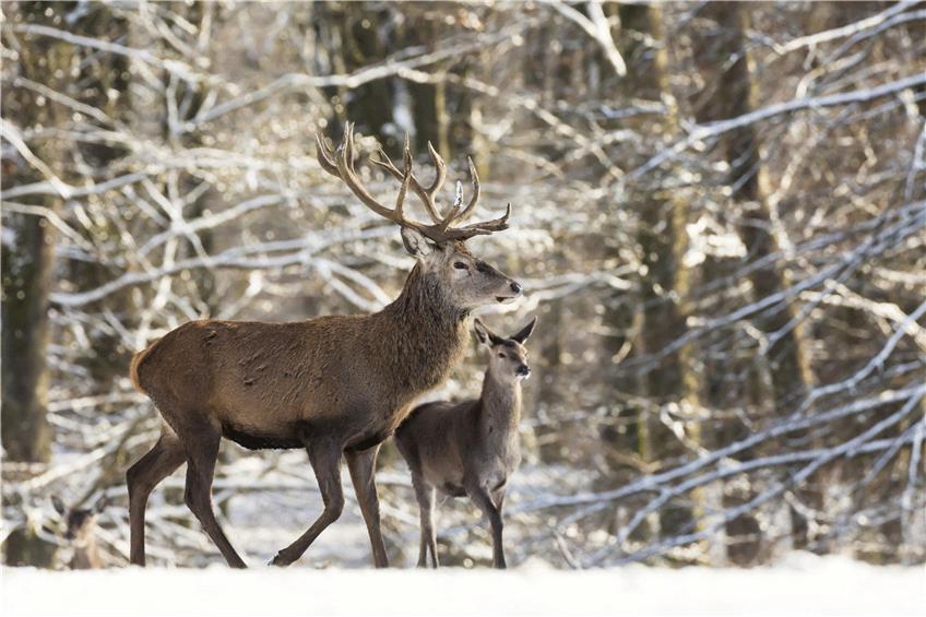 Hirsche fahren im Winter ihren Puls herunter. Foto: Winfried Schaefer/epd