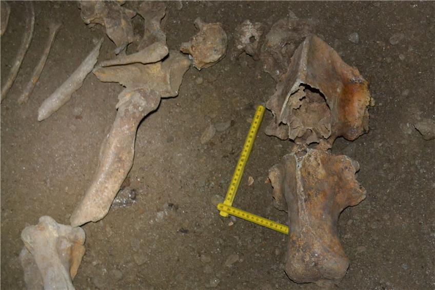 Höhlenbär-Fossilien in einer der von Tübinger Forschern untersuchten Höhlen in Rumänien.Bild: Iona Meleg
