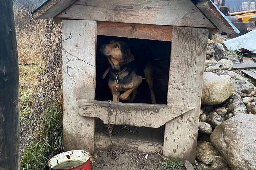 Hündin Luena vor ihrer ärmlichen Hütte in Rumänien. Bild: Kristina Illic