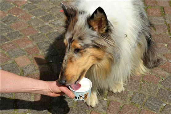 Hündin Nouki probiert ihr erstes Hunde-Eis. Sie leert den Becher bis zum letzten Rest. Bild: Anja Kries