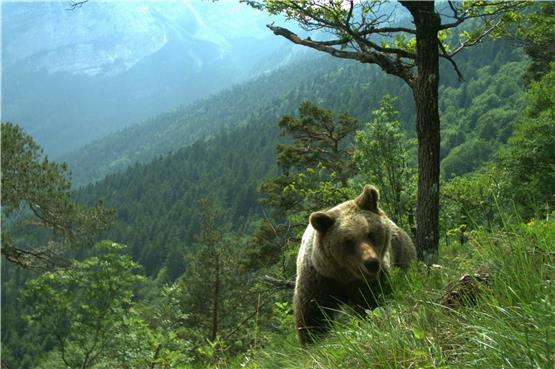 Im Zuge des Projektes „Life Ursus“ wurden im Jahr 1999 zehn Bären aus Slowenien im Naturpark Adamello-Brenta im Trentino ausgewildert. Die dortige natürliche Population war seinerzeit kurz vor dem Aussterben. Foto: Matteo Zeni/dpa