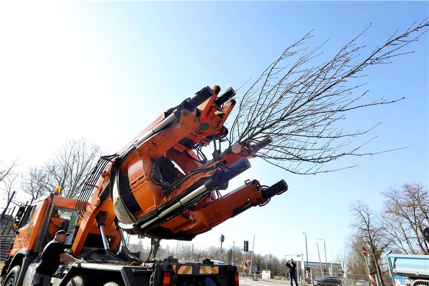 Im festen Griff der Rundspatenmaschine wird ein Baum im Tübinger Anlagenpark zu seinem neuen Standort transportiert. Um den Wurzelballen auszustechen, hatten sich die Greifarme zuvor von oben über den Baum gestülpt. Bild: Anne Faden