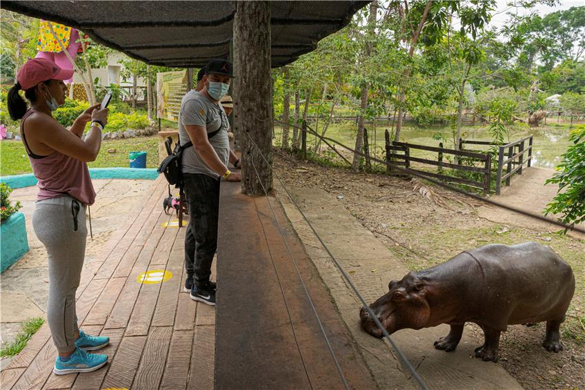 In Puerto Triunfo können Touristen der Nilpferddame Vanessa gefahrlos begegnen. Sie ist das einzige Hippo, das gezähmt ist und auf der „Hacienda Napoles“ einen eigenen Teich hat. Foto: Luis Bernardo Cano/dpa