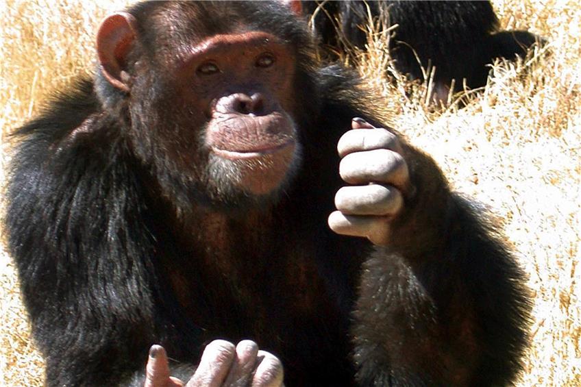 In der Natur verständigen sich Primaten auch mit Gesten. Der Psychologe Roger Fouts brachte in den 70ern Schimpansen Gebärdensprache bei  und inspirierte offenbar T. C. Boyle. Foto: Antje Passenheim/dpa
