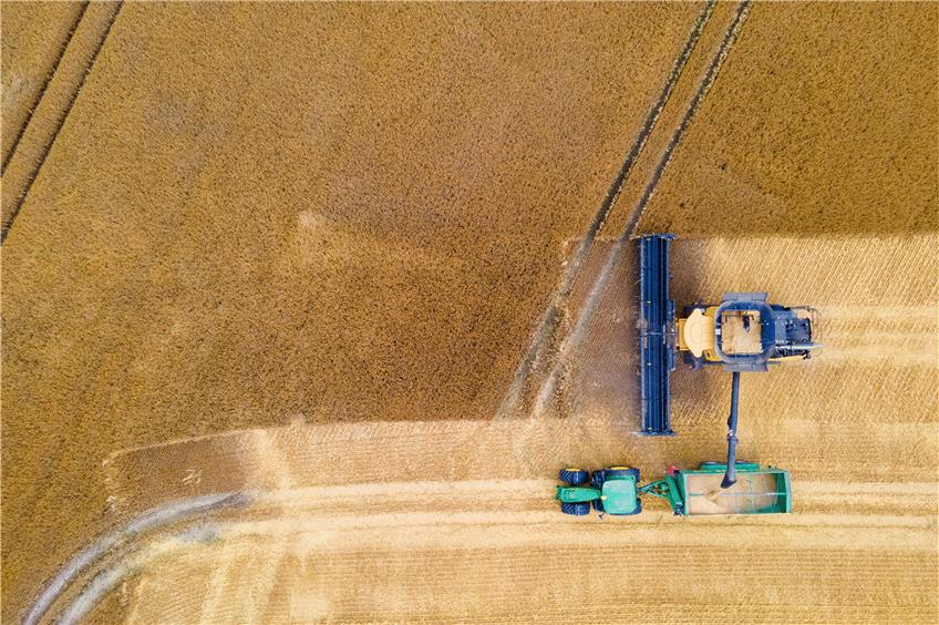 In diesem Jahr wird eine durchschnittliche Erntemenge erwartet. Foto: Jens Büttner/dpa Foto: Jens Büttner/dpa