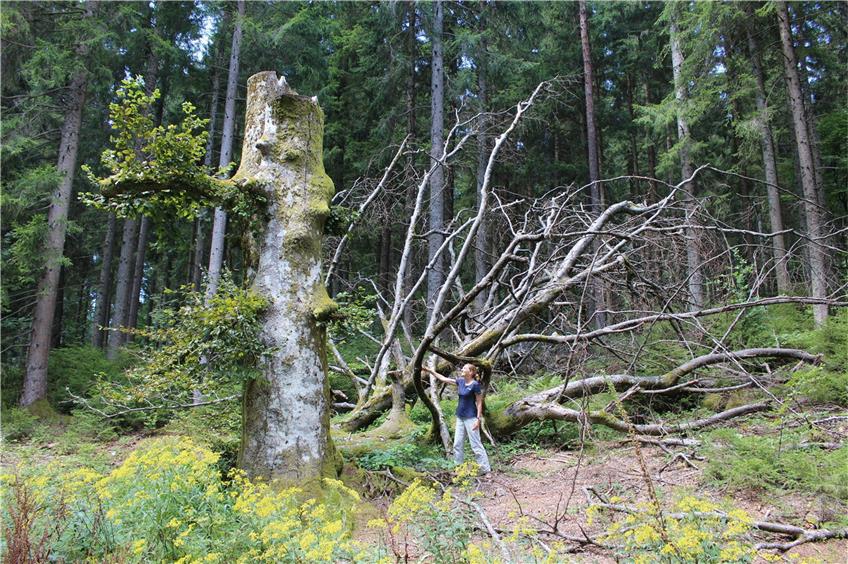 Kerstin Ensinger beim Waldbaden im Nationalpark Schwarzwald. Die Umweltpsychologin lädt zum Entspannen ein. Foto: Petra Walheim