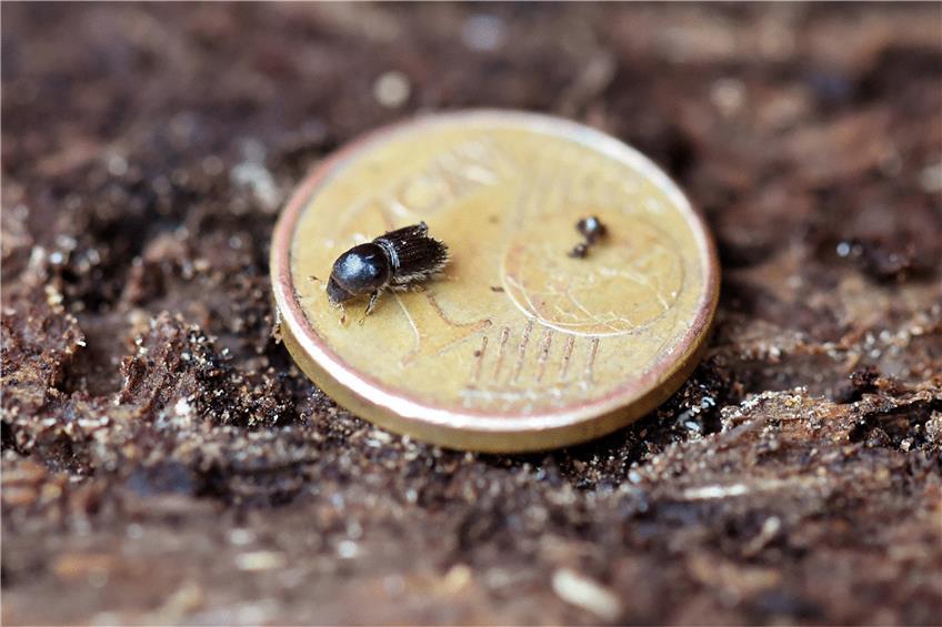 Kleines Insekt, großer Schädling: der Borkenkäfer. Foto: Uli Deck/dpa